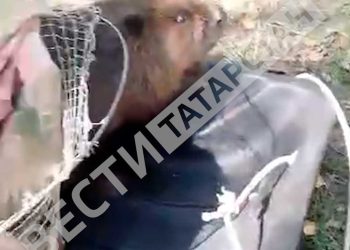 В Азнакаево спасли бобра, который забрел в подъезд