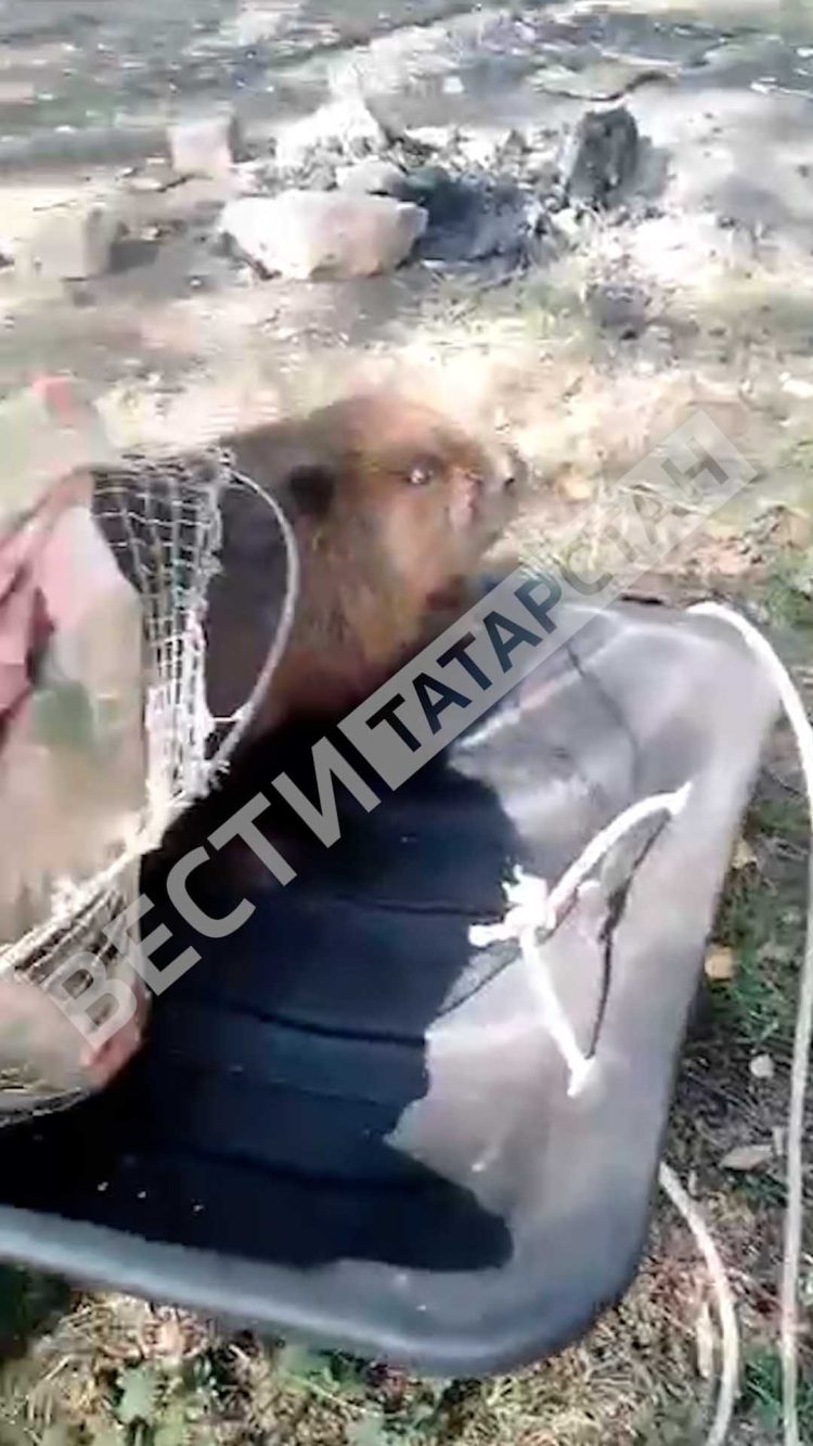 В Азнакаево спасли бобра, который забрел в подъезд