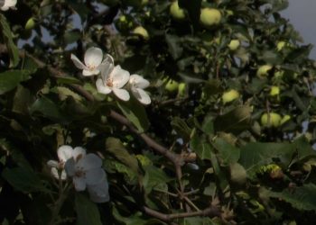 В Кукморе вновь зацвели яблони