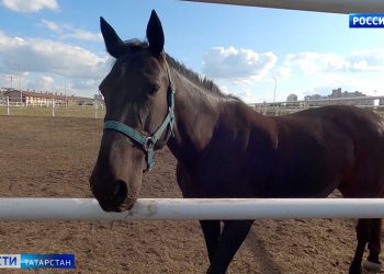 На Казанском ипподроме пройдут скачки: претенденты поборются за главный приз — 3 млн рублей