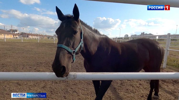 На Казанском ипподроме пройдут скачки: претенденты поборются за главный приз — 3 млн рублей