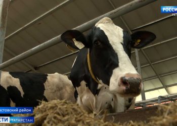 Апастовские аграрии ведут уборку зерновых и готовятся к зимнему содержанию поголовья