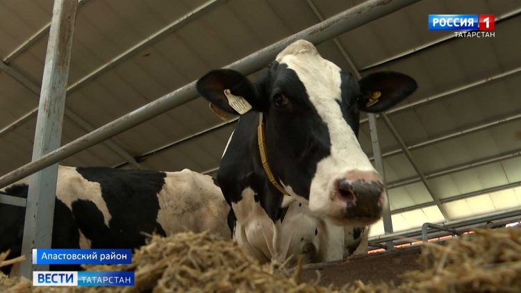 Апастовские аграрии ведут уборку зерновых и готовятся к зимнему содержанию поголовья