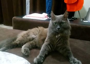 В Нижнекамске кот, который убежал после взрыва газа, вернулся к хозяевам