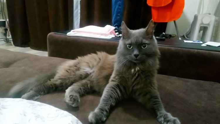 В Нижнекамске кот, который убежал после взрыва газа, вернулся к хозяевам