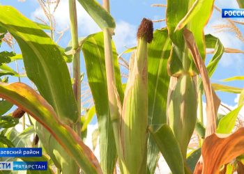 В Татарстане зарегистрировали первые случаи заражения гриппом