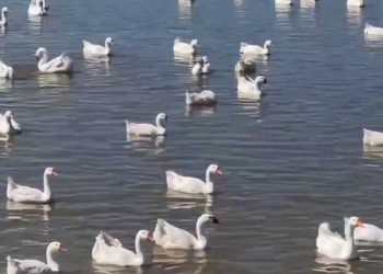 В Альметьевском районе на птицеферму доставили 9 тыс. уток и гусей