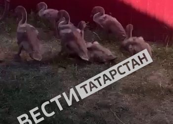 Сотрудники Госкомитета РТ по биоресурсам спасли шесть лебедят