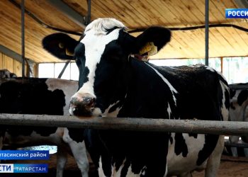 Животноводы Татарстана готовятся к зимнему сезону