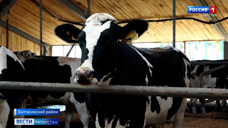 Животноводы Татарстана готовятся к зимнему сезону