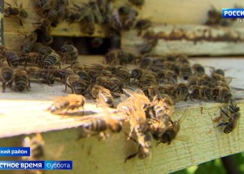 В восьми районах Татарстана зафиксировали массовую гибель пчел