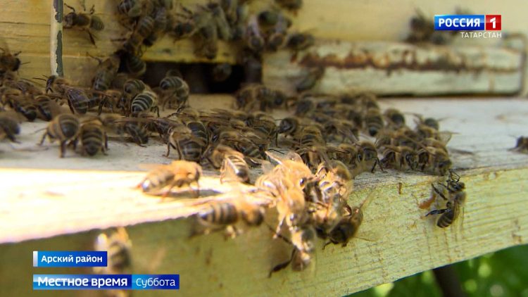 В восьми районах Татарстана зафиксировали массовую гибель пчел