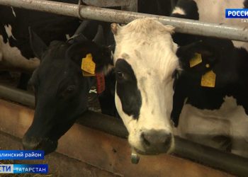 В Бавлинском районе появится кормоцентр для увеличения поголовья КРС