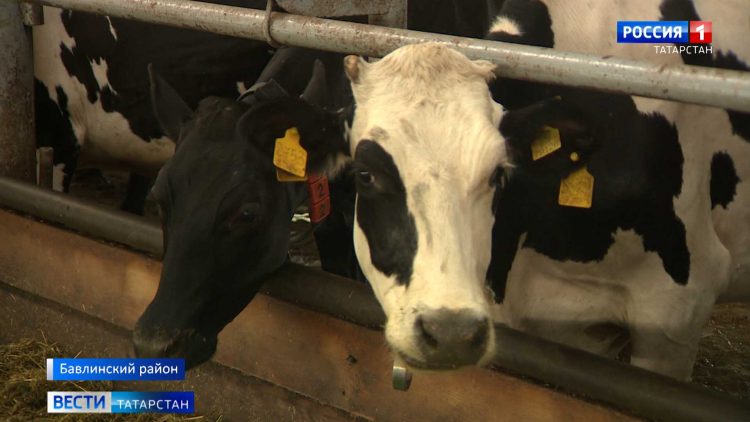 В Бавлинском районе появится кормоцентр для увеличения поголовья КРС