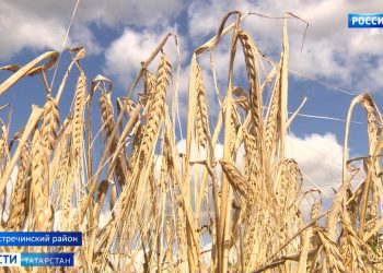 «Комбайны не подкачали»: в Татарстане завершается уборочная кампания