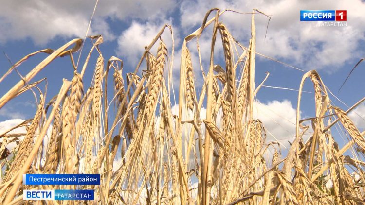 «Комбайны не подкачали»: в Татарстане завершается уборочная кампания