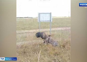 В Татарстане спасли краснокнижного орлана