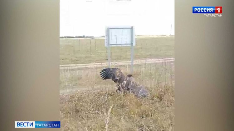 В Татарстане спасли краснокнижного орлана
