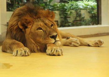 В Казанском зооботсаду умер лев-долгожитель