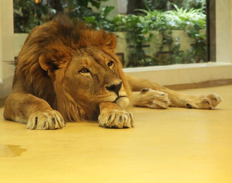 В Казанском зооботсаду умер лев-долгожитель