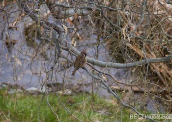 В Приволжье ожидаются заморозки