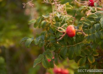 В Приволжье ожидаются заморозки