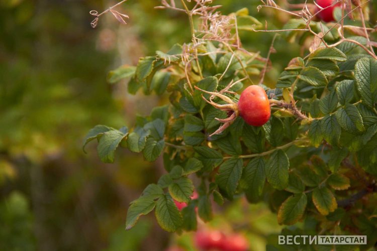 В Приволжье ожидаются заморозки