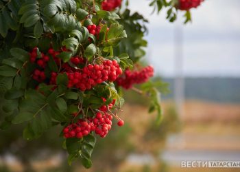 В Приволжье ожидаются заморозки