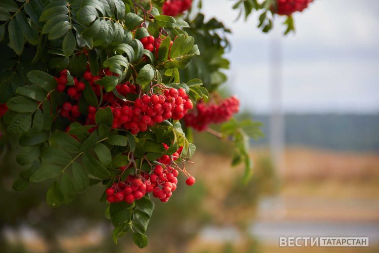 В Приволжье ожидаются заморозки