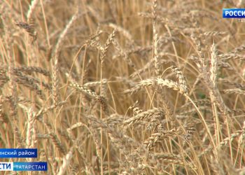 Буинские аграрии завершают уборку урожая