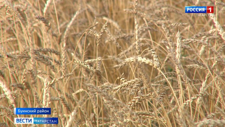 Буинские аграрии завершают уборку урожая
