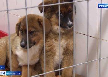 В Татарстане прошла «Битва эпох»: римляне, стрельцы и мушкетеры