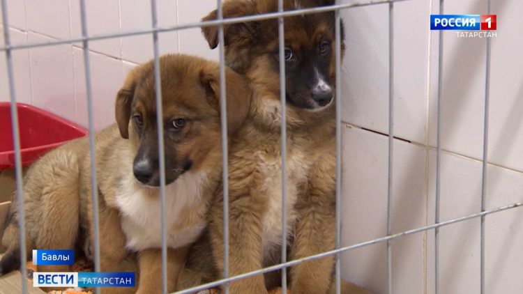 В Татарстане прошла «Битва эпох»: римляне, стрельцы и мушкетеры