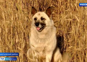 В Татарстане продолжается уборка зерновых