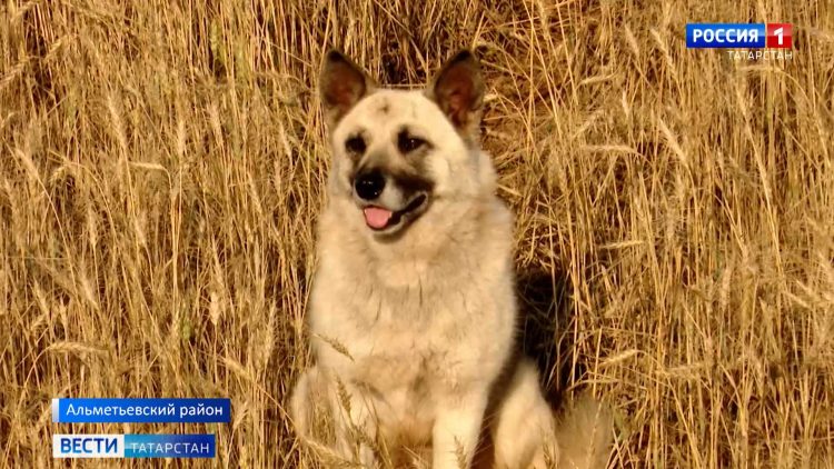 В Татарстане продолжается уборка зерновых