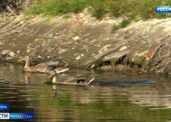 Вести. Татарстан (18.08.23 21:05)