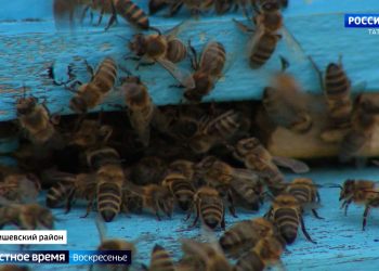В восьми районах Татарстана зафиксировали мор пчел: пасечники посчитывают убытки