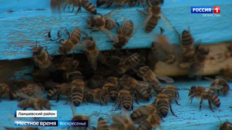 В восьми районах Татарстана зафиксировали мор пчел: пасечники посчитывают убытки