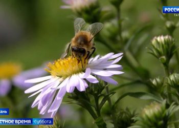 В восьми районах Татарстана зафиксировали массовую гибель пчел