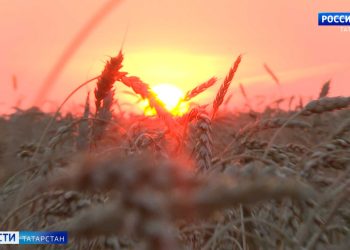 В Татарстане продолжается уборка зерновых