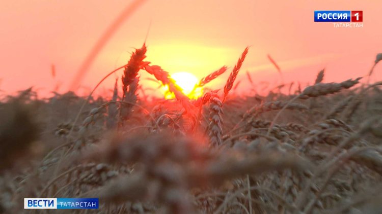 В Татарстане продолжается уборка зерновых