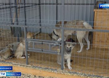 В Нижнекамске в службе по отлову и содержания собак появилась операционная и стационар