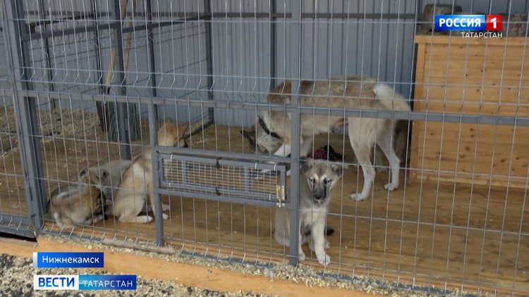 В Нижнекамске в службе по отлову и содержания собак появилась операционная и стационар