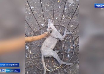 Новые требования к такси могут привести к организации теневого рынка