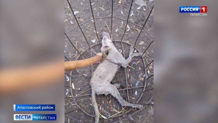 Новые требования к такси могут привести к организации теневого рынка