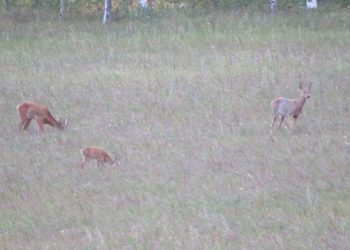 В Бугульминском районе заметили семью косуль