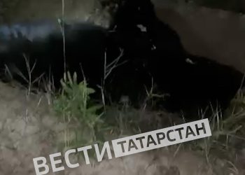 В Кукморском районе легковушка сбила медведя