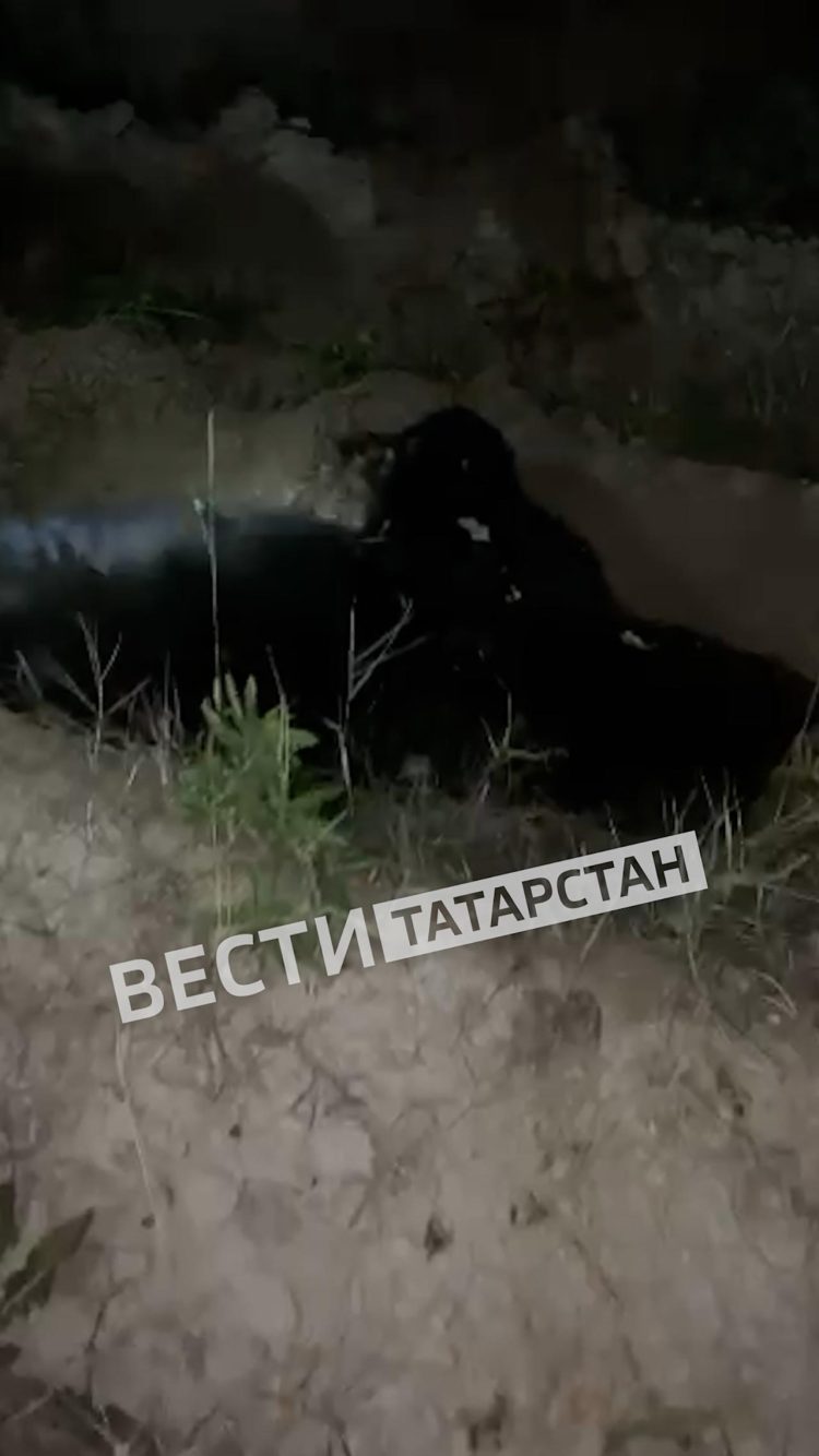 В Кукморском районе легковушка сбила медведя