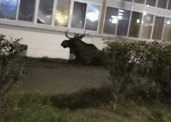 Госкомитет РТ по биоресурсам сообщил о гибели лося, которого обнаружили в Челнах