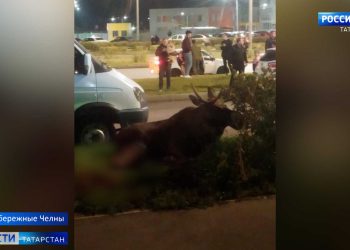 В Челнах провели операцию по спасению лося
